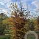 Carpinus betulus 200-250 cm met kluit solitair
