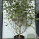 Chionanthus retusus 200-250 cm cont. 80L