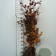 Fagus syl. 'Atropunicea' 80-100 cm wortelgoed geveerd