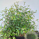 Fuchsia hatschbachii 100-125 cm 20L