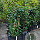 Hedera hibernica 80-100 cm P11 met stok