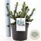 Ilex crenata 'Dwarf Pagoda' 15-20 cm 2,0L