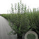 Ligustrum vulgare 100-125 cm 12L