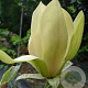 Magnolia 'Solar Flair' 125-150 cm 20L