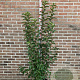 Malus 'Evereste' 150-175 cm 20L