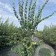Philadelphus 'Schneesturm' 200-225 cm 20L