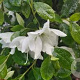 Rhododendron (AJ) 'Dorothy Haiden' 60-80 cm 20L breed