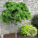 Robinia ps. Twisty Baby 350-400 cm cont. 110L meerstammig