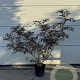 Sambucus nigra Black Lace 100-125 cm 12L