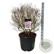 Syringa Bloomerang Dark Purple 60-80 cm cont. 55L bol extra