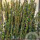 Trachelospermum jasminoides 150-175 cm 5,0L 1 stok
