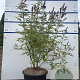 Vitex agnus-castus 80-100 cm 20L
