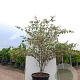 Cornus alternifolia 'Silver Giant' 200-250 cm cont. 80L