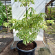 Cornus controversa 'Variegata' 200-250 cm cont. 110L