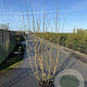 Cornus mas 125-150 cm 20L