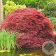 Acer palmatum 'Atrolineare' 80-100 cm 20L