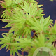 Acer palmatum 'Berry Broom' 175-200 cm cont. 80L