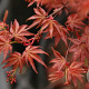 Acer palmatum 'Chishio Improved' 200-250 cm cont. 110L