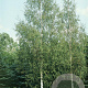 Betula pendula 'Dalecarlica' 175-200 cm 20L