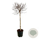 Betula pendula 'Magical Globe' 90 cm stam 15L