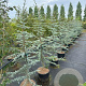 Cedrus l. 'Glauca' 150-175 cm 20L