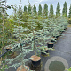 Cedrus l. 'Glauca' 150-175 cm 20L