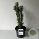 Cephalotaxus h. 'Fastigiata' 30-40 cm 3,0L