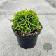 Chamaecyparis obtusa 'Poemeltje K' 15-20 cm 2,0L