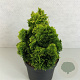Chamaecyparis o. 'Aurora' 20-25 cm 3,0L