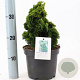 Chamaecyparis o. 'Aurora' 20-25 cm 3,0L