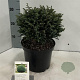 Chamaecyparis p. 'Blue Moon' 20-25 cm 3,0L