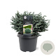 Chamaecyparis p. 'Blue Moon' 20-25 cm 3,0L