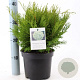 Chamaecyparis p. 'Filip's Hap. Day' 25-30 cm 3,0L