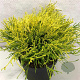 Chamaecyparis p. 'Plum.Goldfinger' 25-30 cm 3,0L