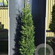 Cupressocyparis l. 'Tweeduizendéén' 125-150 cm 20L