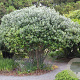 Feijoa sellowiana 100-125 cm 20L