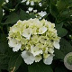 Hydrangea macrophylla 'Soeur Thérèse' 60-80 cm 20L breed