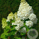 Hydrangea paniculata 'Hercules' 125-150 cm 20L