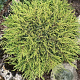 Juniperus communis 'Lemon Carpet' 25-30 cm 3,0L