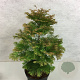 Metasequoia gl. 'Daw.Tawny Fleece' 60-70 cm 30L