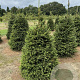 Picea abies 125-150 cm draadkluit