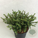 Picea a. 'Nidiformis' 25-30 cm 3,0L