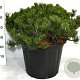 Pinus mugo pumilio 60-70 cm 35L plat