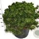 Pinus mugo pumilio 60-70 cm 35L plat