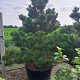 Pinus nigra 'Austriaca' 200-250 cm cont. 230L
