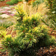 Pinus parviflora 'Goldilocks' 30-40 cm 5,0L