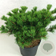 Pinus parv. 'Kokuho' 30-40 cm 7,5L