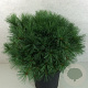 Pinus strobus 'Bergman's Mini' 40-50 cm 10L