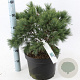 Pinus strobus 'Bergman's Mini' 40-50 cm 10L