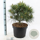 Pinus strobus 'Radiata' 40-50 cm 10L